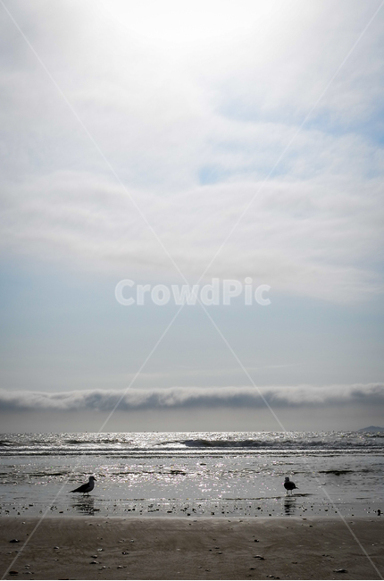 바다,구름,갈매기,커플,짝궁,햇살,서해,새,부부,하늘,sea,couple,bird,sunshine,sky,cloud,자연,풍경,nature,landscape,해변,바다,beach,sea,동물,animal,조류,새,birds,휴식,힐링,rest,relaxation,healing,architecture,건축물,tower,탑,building,건물