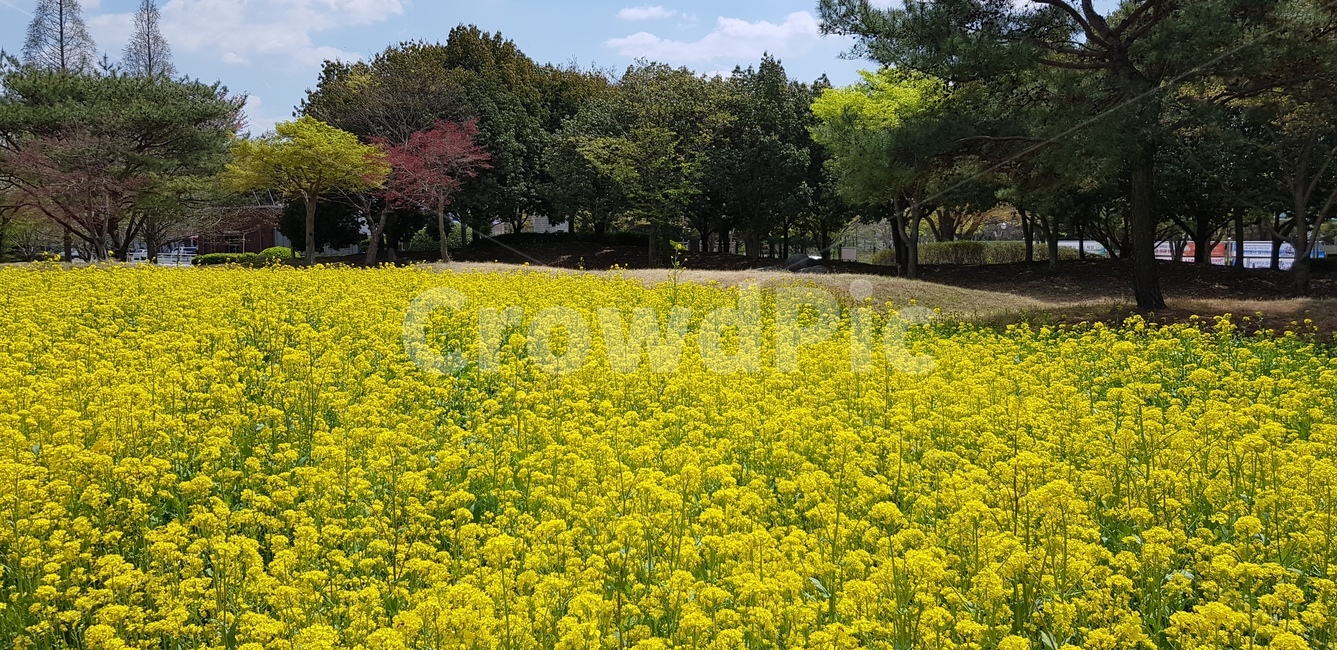 유채꽃,봄꽃,목초지,정원,꽃,봄날,봄