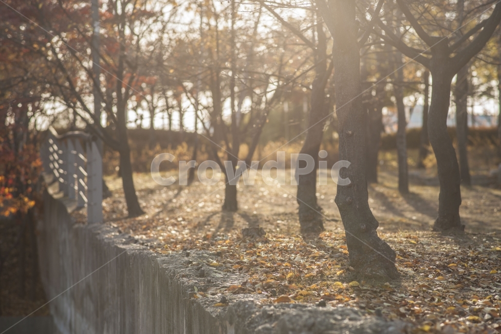 가을,햇빛,분위기,공원,가을풍경,가을,계절,fall,autumn,season,감성,sensible,feeling,휴식,힐링,rest,relaxation,healing,tree,나무,plant,식물,tree trunk,나무 줄기