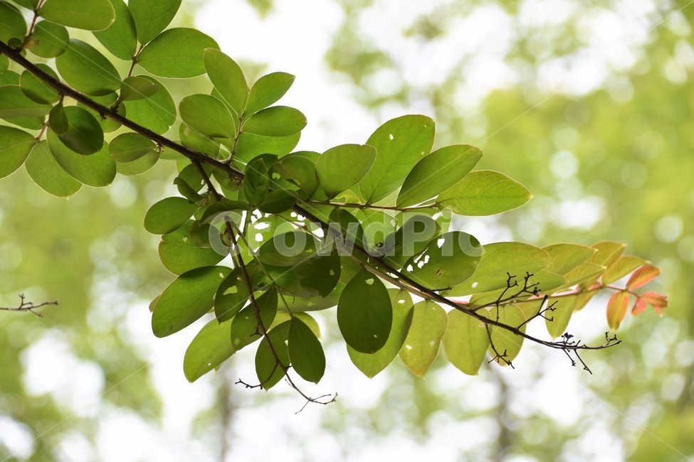 나뭇잎,식물,자연,역광,숲,식물,자연,plants,nature