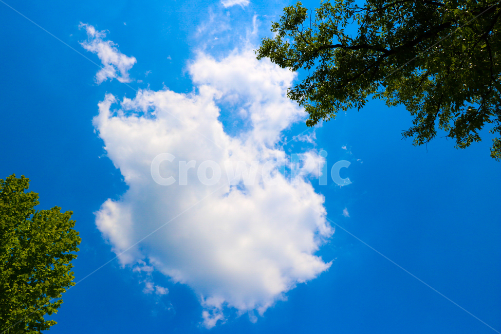 자연,하늘,나무,구름,cloud,nature,sky,자연,풍경,nature,landscape,azure sky,푸른 하늘,outdoors,옥외