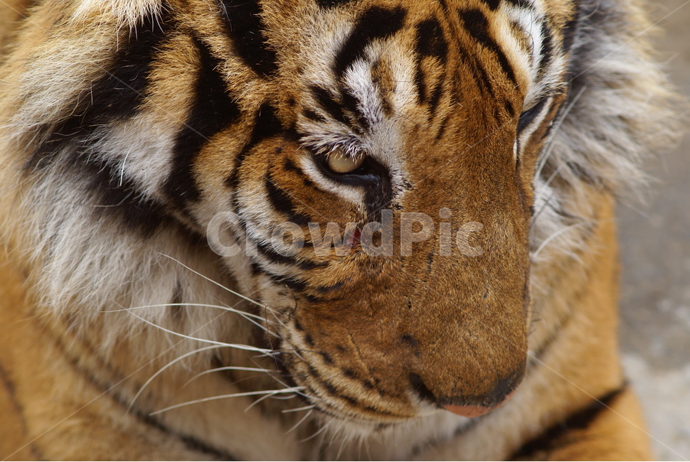 사파리,호랑이,얼굴,tiger,에버랜드,동물,animal,포유류,mammal