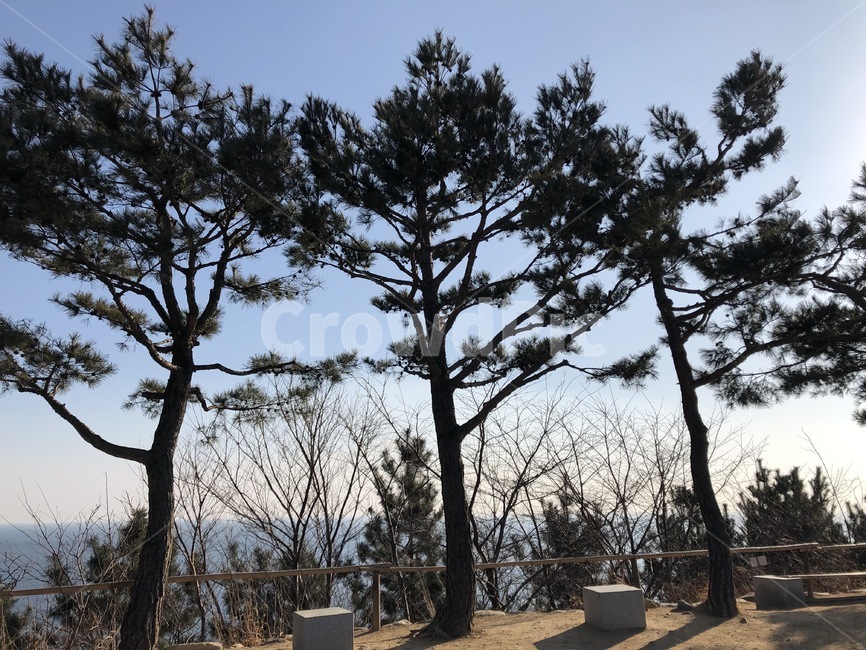 나무,나무세그루,나무들,겨울,겨울나무,소나무,자연,풍경,nature,landscape,tree,plant,식물,tree trunk,나무 줄기
