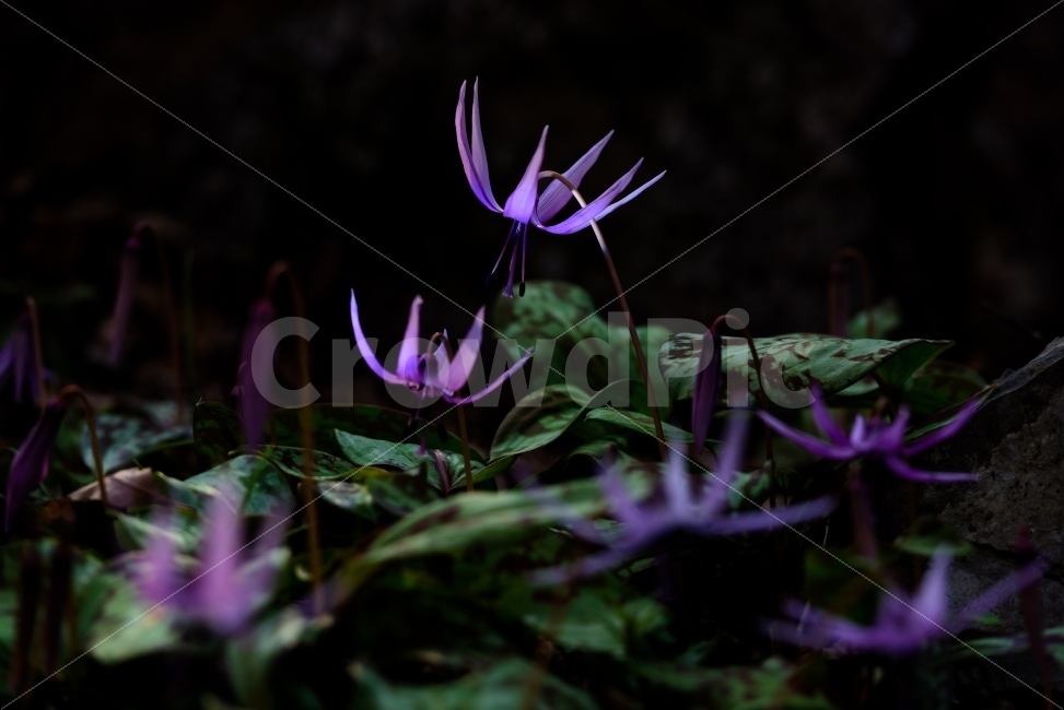 얼레지,꽃,봄꽃,식물,얼레지꽃,식물,자연,plants,nature,꽃,flower