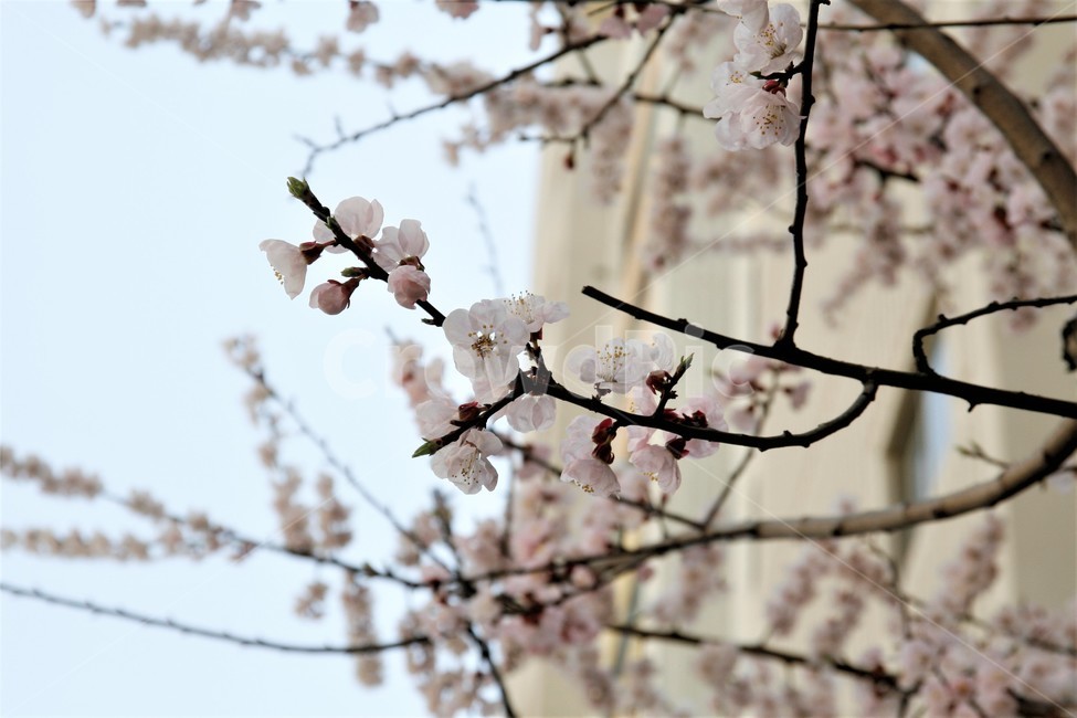 벚꽃,봄,벚꽃나무,벚꽃놀이,꽃,식물,봄,계절,spring,season,식물,자연,plants,nature,꽃,flower,plant,blossom,cherry blossom
