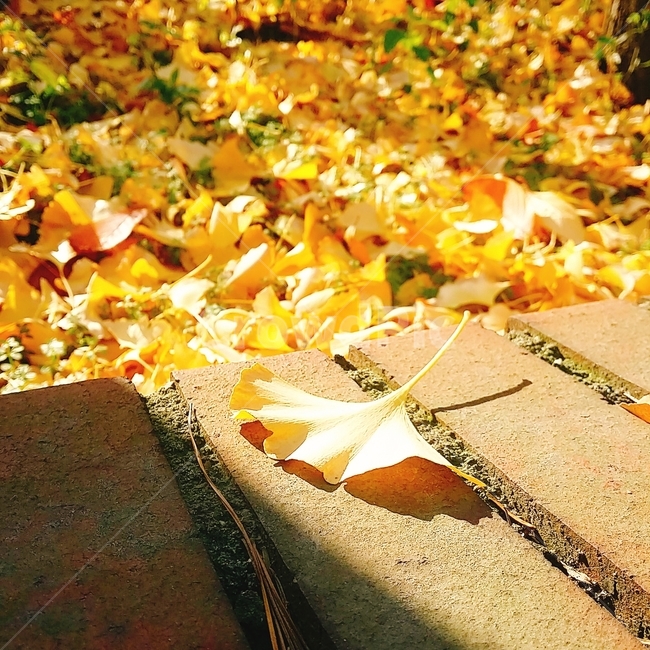 leaf,잎,plant,식물,tree,나무,은행,yellow,가을,계절,fall,autumn,season