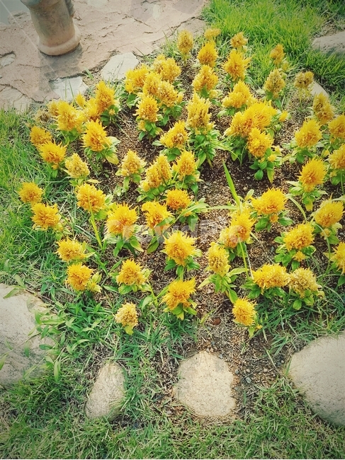 허브,노란,꽃,식물,flower