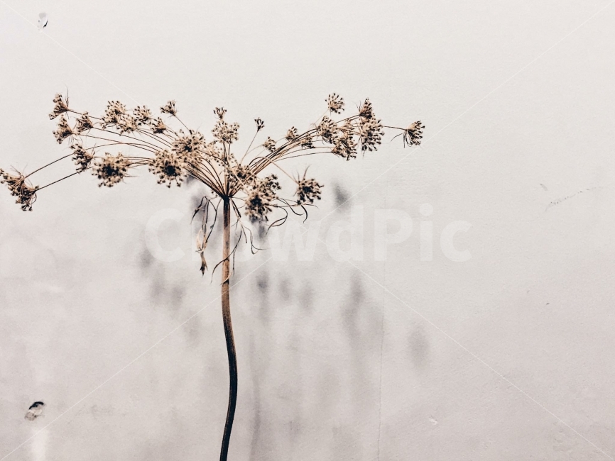 감성사진,카페,감성,데일리,나뭇가지,식물,자연,plants,nature,꽃,flower,감성,sensible,feeling