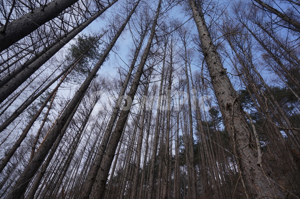 하늘,나무,겨울,민둥산,영표,겨울,계절,winter,season,자연,풍경,nature,landscape,tree,plant,식물