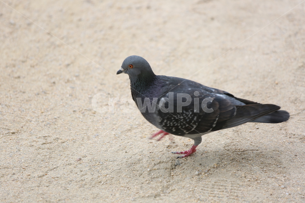 비둘기,새,모래,흙,다리,회색,조류,bird,동물,animal,조류,새,birds