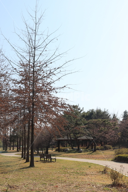 나무,plant,식물,공원,풍경