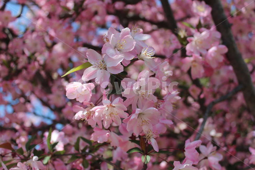 벚꽃,봄,꽃놀이,꽃,spring,cherryblossom,blossom,봄,계절,spring,season,plant,식물,flower,cherry blossom