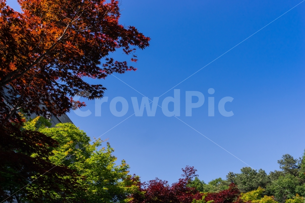 자연,하늘,풍경,단풍,나무,자연,풍경,nature,landscape,tree,plant,식물,leaf,잎