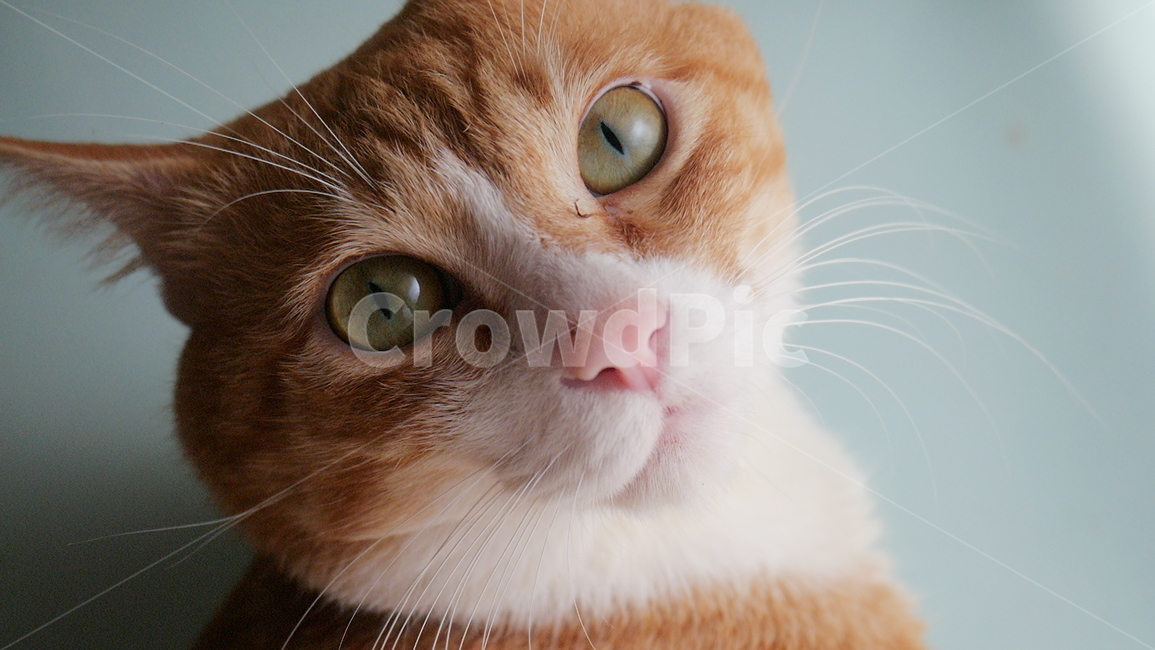 고양이,노란색고양이,감성,감성사진,길고양이,동물,animal,포유류,mammal,고양이,cat,kitten,kitty