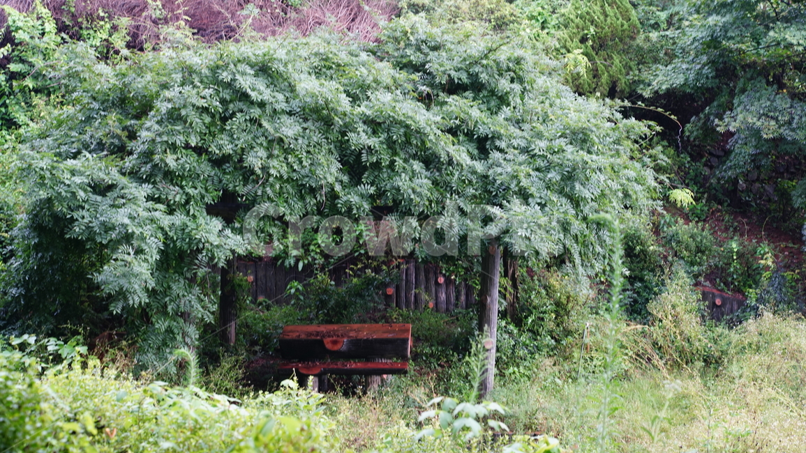 벤치,우거진수풀,녹음,휴식,초록,자연,풍경,nature,landscape,garden,정원,outdoors,옥외,arbour,정자