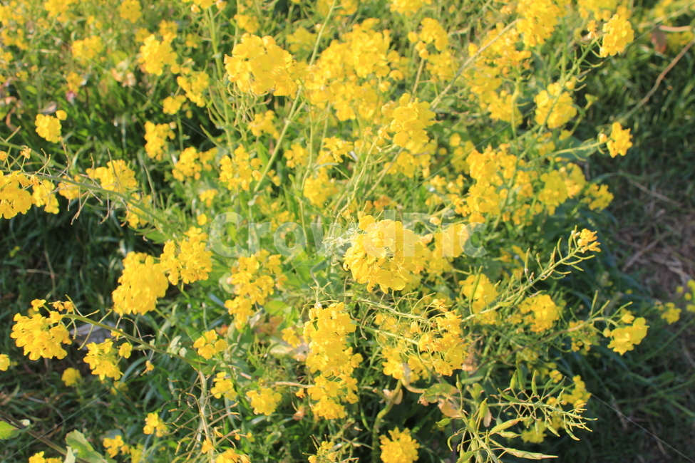 flower,꽃,유채꽃,노랑색,yellow,plant