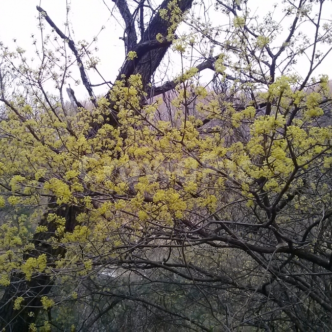 꽃,노란색,생강나무,나무,산,자연,산행,여행,봄,계절,spring,season,식물,자연,plants,nature,꽃,flower,나무,trees,wood,tree,plant