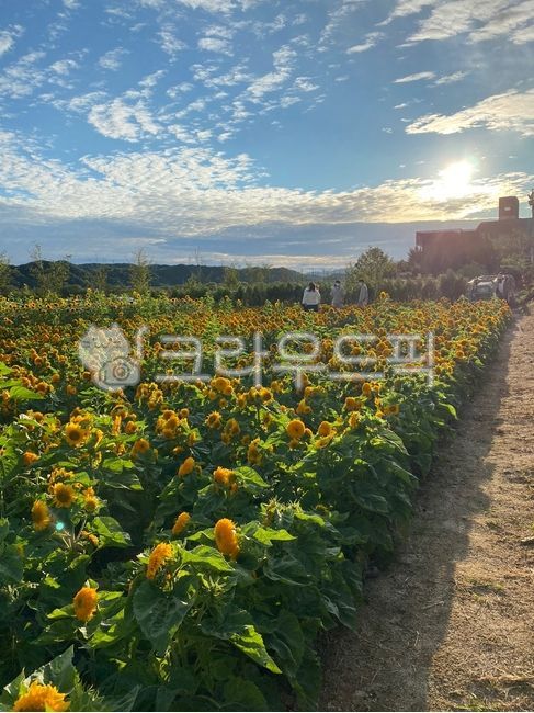 해바라기,해바라기밭,꽃,자연,풍경,nature