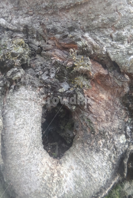 고목,식물,느티나무,나무구멍,속빈나무,나무,trees,wood