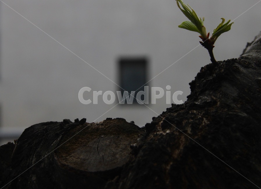 아웃포커스,줌,각도,나무,흐림,식물,자연,plants,nature