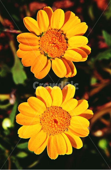 멀티콜옐로,꽃,식물,자연,배경,식물,자연,plants,nature,꽃,flower