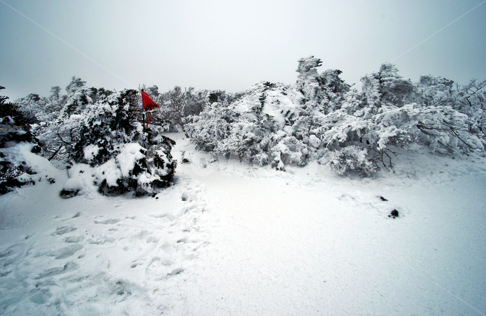 한라산,제주도,영실코스,설경,설화,겨울,겨울,계절,winter,season