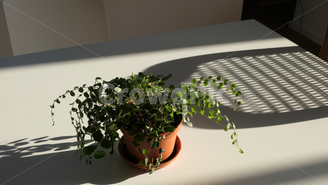 화분,편안함,인테리어,코지,따뜻함,테이블,햇빛,휴식,힐링,cosy,relax
