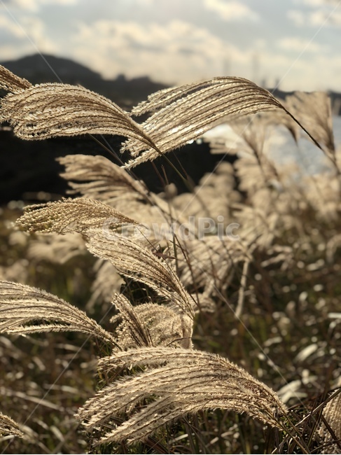 plant,식물,grass,lawn,잔디,갈대,reed,하늘,sky,풍경,제주도