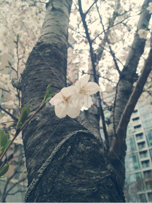 벚꽃,꽃나무,벚나무,cherryblossom,flower,tree,봄,spring