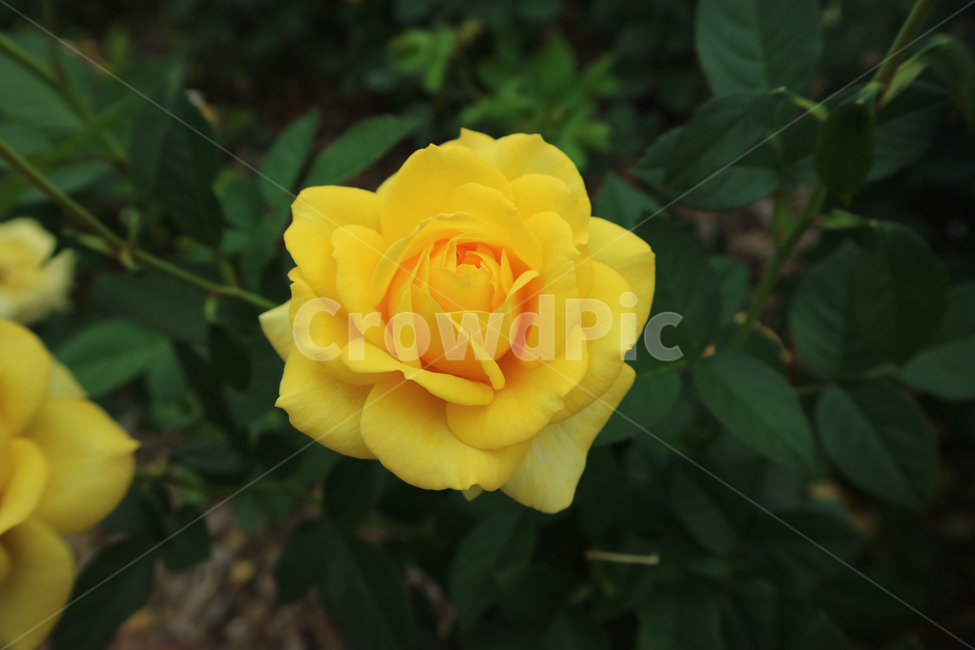 blossom,flower,꽃,rose,장미,plant,식물,노란장미,노란꽃,식물,자연,plants,nature,꽃,flower