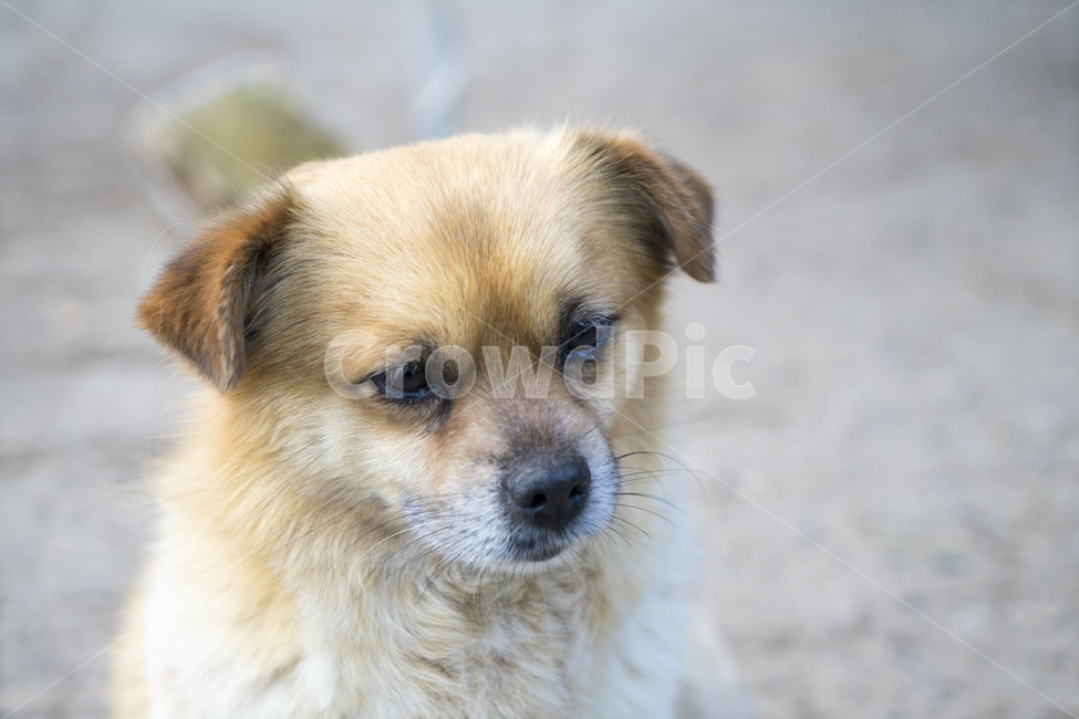 pet,애완동물,puppy,강아지,canine,dog,개,동물,animal,포유류,mammal,개,강아지,dog,doggy