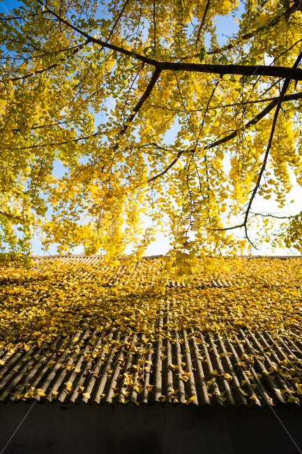 은행나무,단풍,가을,ginkgo,autumn,fall,tree,나무,plant,식물,가을,계절,fall,autumn,season,식물,자연,plants,nature,나무,trees,wood