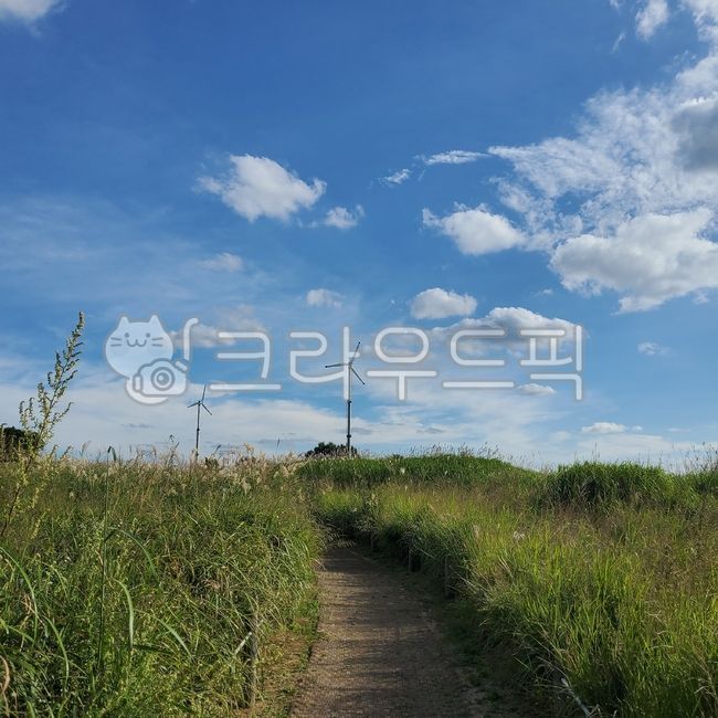 sky,road,nature,Sky Park,Silver grass,silver grass,silver grass field,street corner