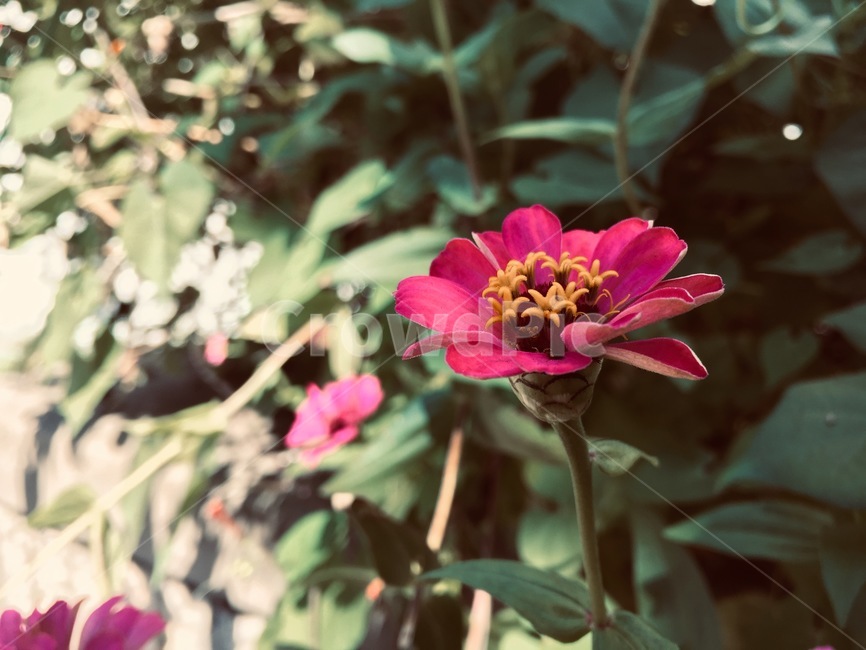식물,꽃,분홍,flower,여름꽃,식물,자연,plants,nature,꽃,flower