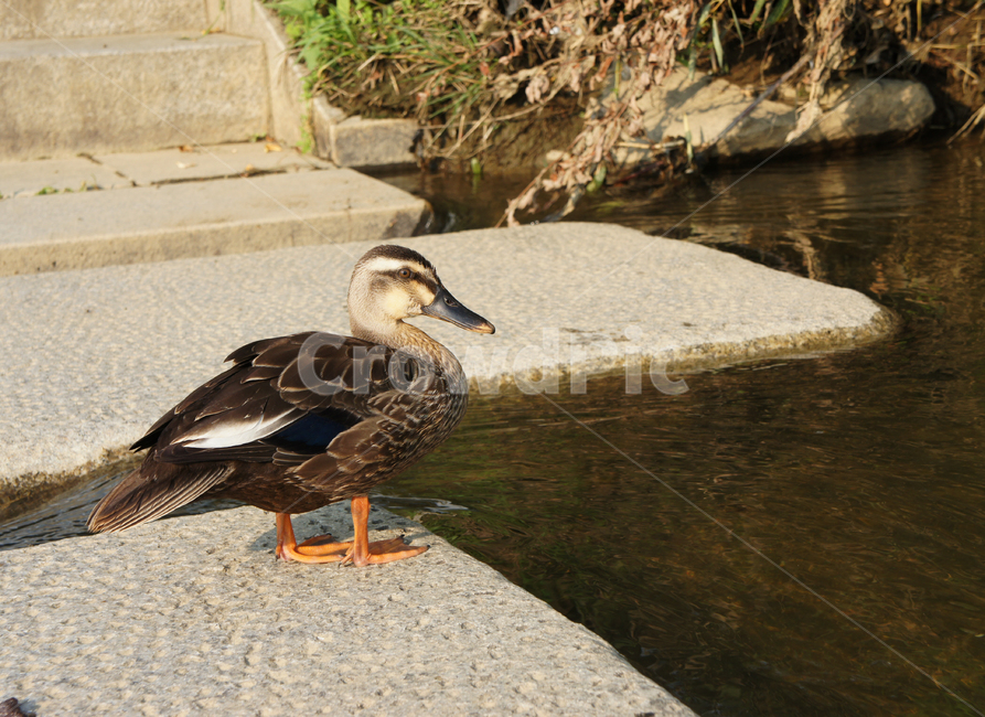청둥오리,안양천,river,강,물,water,동물,동물,animal,조류,새,birds