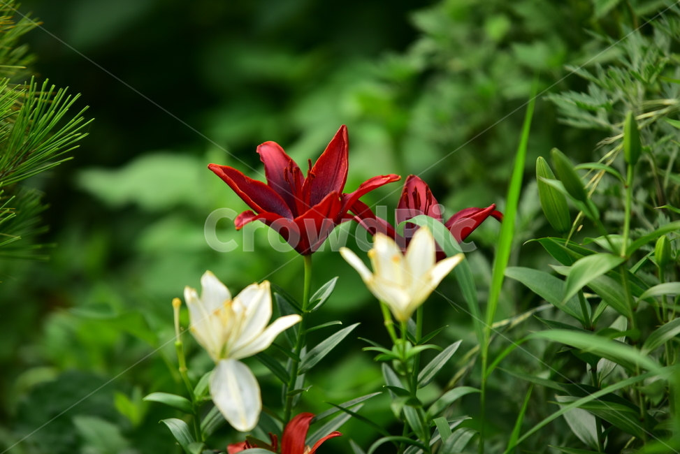 꽃,나리,나리꽃,백합과,꽃봉우리,빨간꽃,흰꽃,식물,플라워,flower,plants,lily