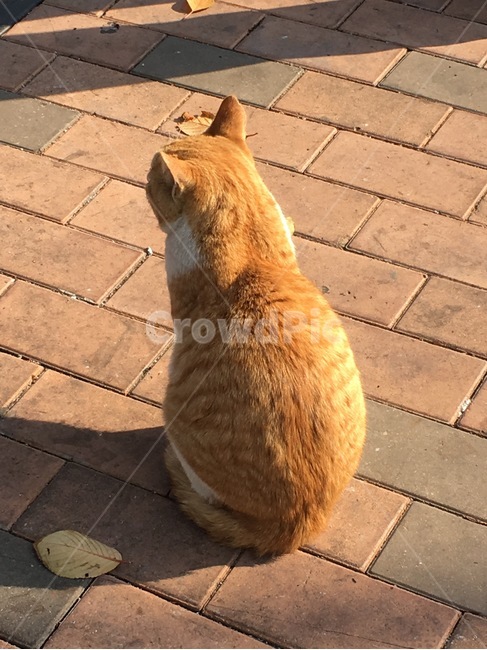 동물,고양이,감성사진,감정표현,휴식,힐링,느낌,사진,길고양이,낙엽,뒷모습,얌전,Cat,Cute,Back,Leaves,AlleyCat,Sunshine,animal,feeling,picture,동물,animal,포유류,mammal,고양이,cat,kitten,kitty