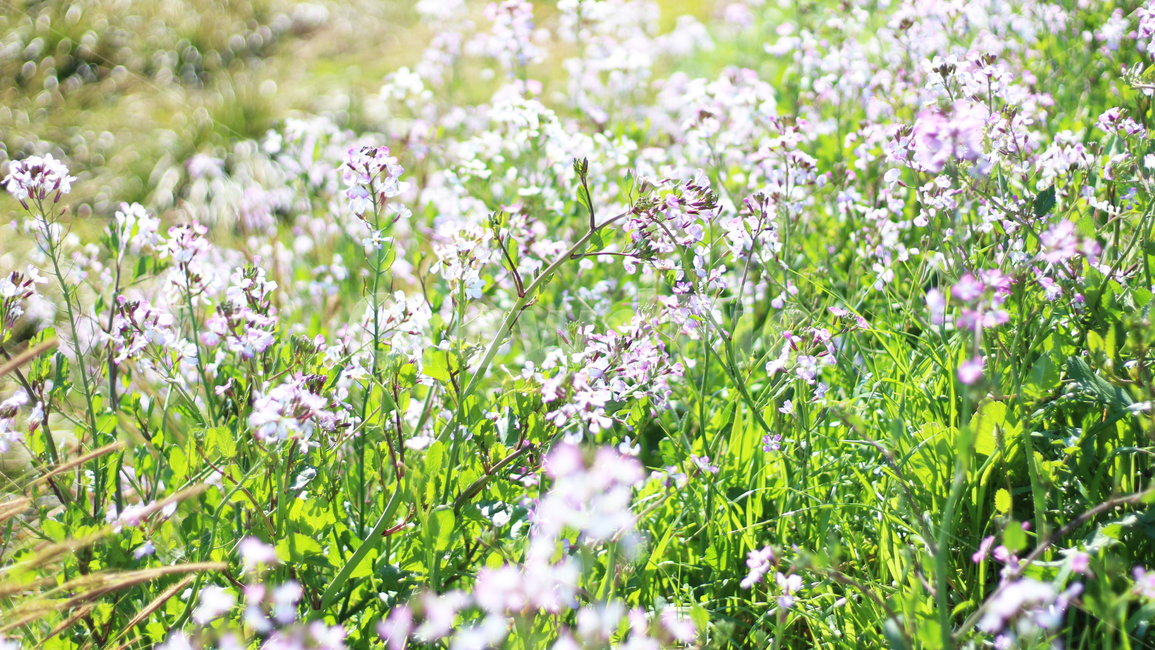 자연,nature,plant,식물,들풀,들판,꽃,flower,식물,자연,plants,nature,꽃,flower