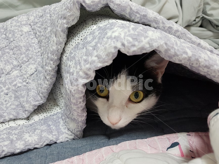 이불,고양이,하얀색,검정색,고양이눈,동물,animal,포유류,mammal,고양이,cat,kitten,kitty