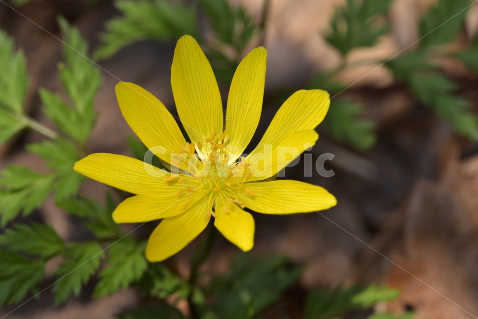 자연,식물,꽃,야생화,봄,봄,계절,spring,season,식물,자연,plants,nature,꽃,flower,plant