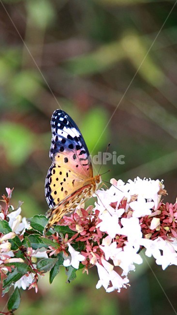 곤충,나비,암끝검은,표범나비,꽃밭,식물,자연,plants,nature,꽃,flower,동물,animal,곤충,벌레,insect,bug