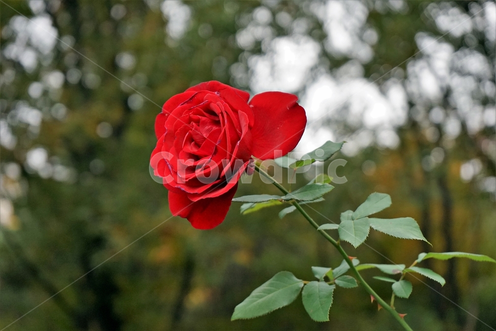장미,정열,북은색,가시,늦가을,향기,아름다움,식물,rose,thorn,red,autumn,smell,beautiful,beauty,plant,flower,꽃,붉은색,축제,정원,계절,배경화면,자연,감성,색상,색감,빨강,season,plants,nature,5월,여왕,꽃송이,이파리,배경,배경사진,식물,자연,plants,nature,꽃,flower