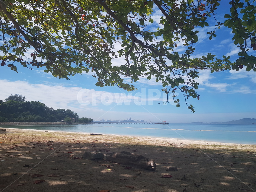 tree,자연,바다,sea,나무바다,바다나무,해안가,해안선,나무,plant