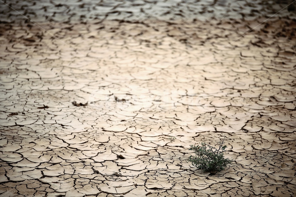 바닥,ground,식물,plant,road,모래바닥,잡초,마른땅,마른갯벌,흙