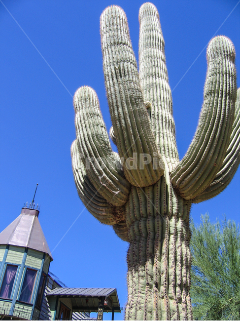 선인장,하늘,cactus,미국,애리조나,usa,america,미서부,아리조나,해외,자연,식물,plant,az,arizona,식물,자연,plants,nature
