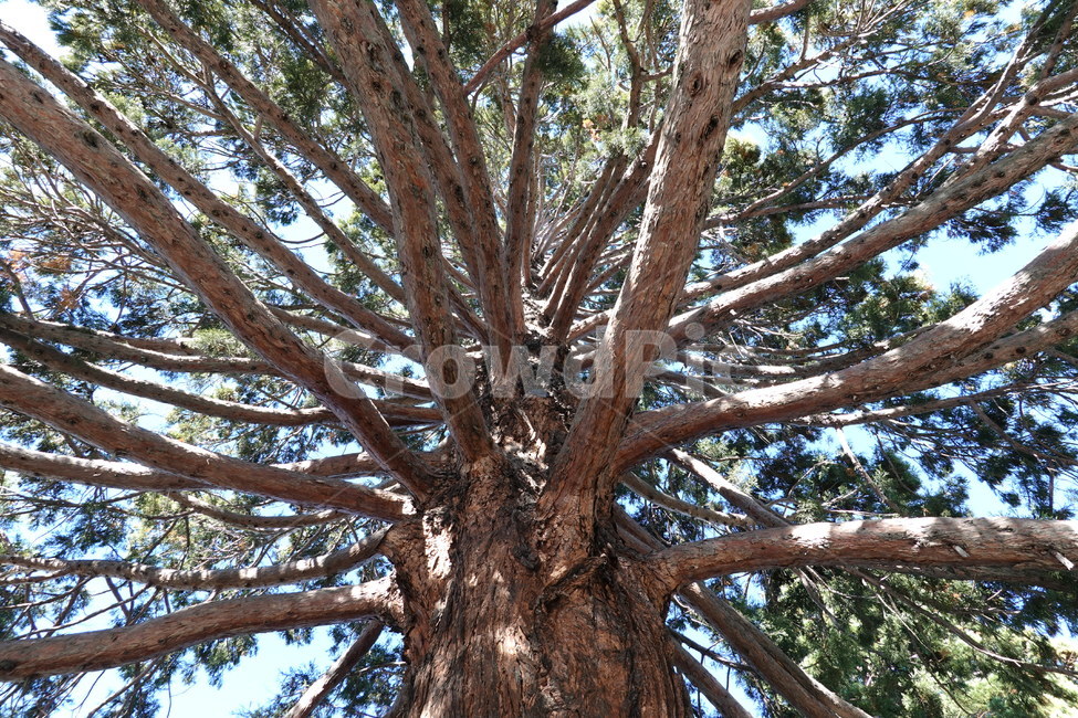 나무,tree,나무줄기,식물,plant,treetrunk,뉴질랜드,해외,newzealand