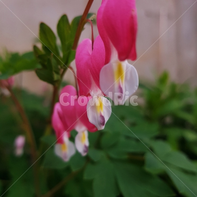 꽃,풀,초록,분홍,하얀,식물,자연,plants,nature,꽃,flower