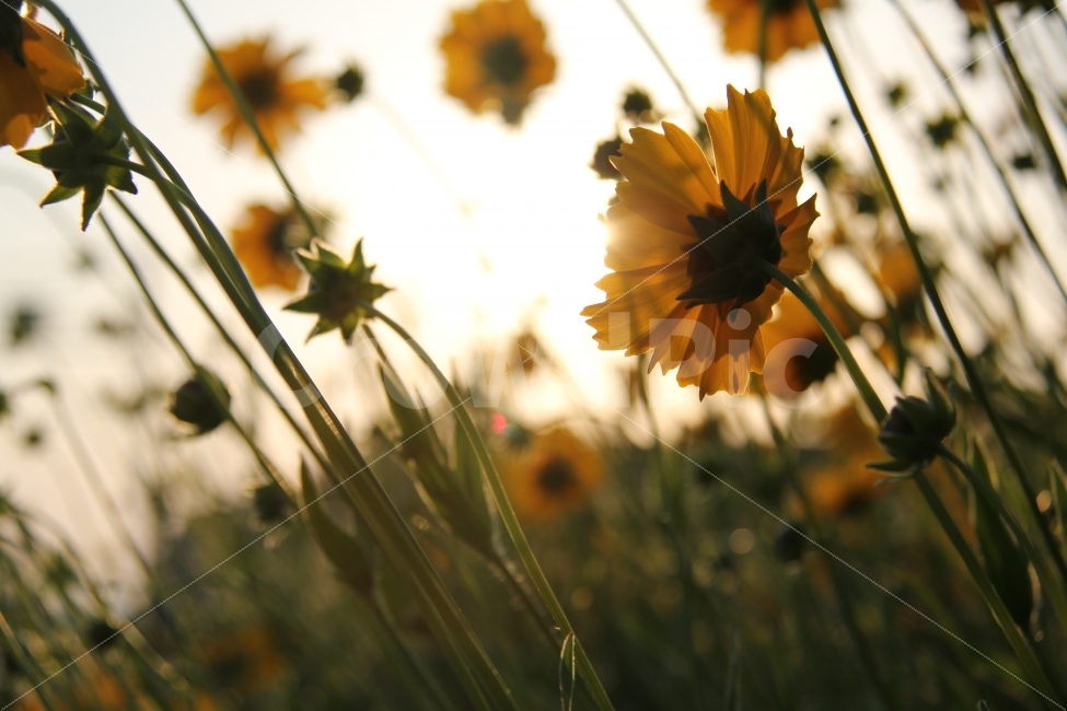 꽃,들꽃,노란꽃,역광,석양,들판,태양,감성,풍경,식물,자연,plants,nature,꽃,flower
