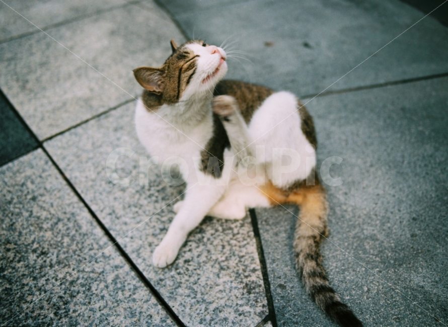 고양이,길고양이,길냥이,애완동물,반려동물,동물,생명,포유류,미묘,미냥,필름,필름사진,필름카메라,감성사진,예쁜사진,배경화면,바탕화면,야생,야생동물,cat,kitty,kitten,cute,lovely,adorable,street,streetcat,stray,straycat,wild,wildlife,wildcat,wildanimal,film,filmcamera,동물,animal,포유류,mammal,고양이,cat,kitten,kitty