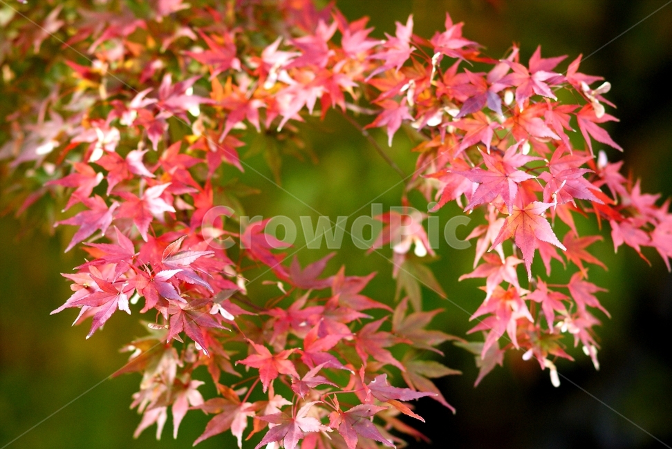 과천,하트,단풍,가을,나무,가을,계절,fall,autumn,season,leaf,잎,plant,식물,tree,maple